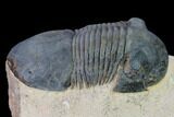 Paralejurus Trilobite With Reedops - Morocco #165961-3